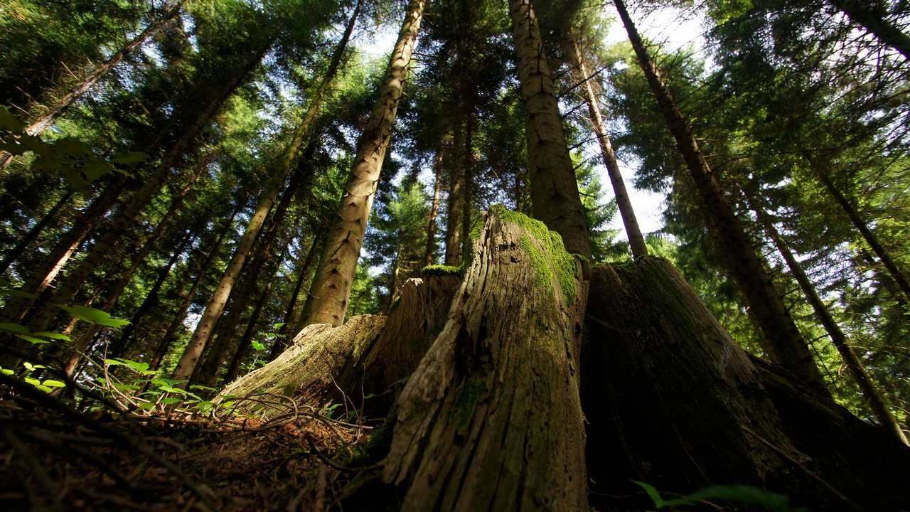 Low angle view of a forest floor with a large tree stump